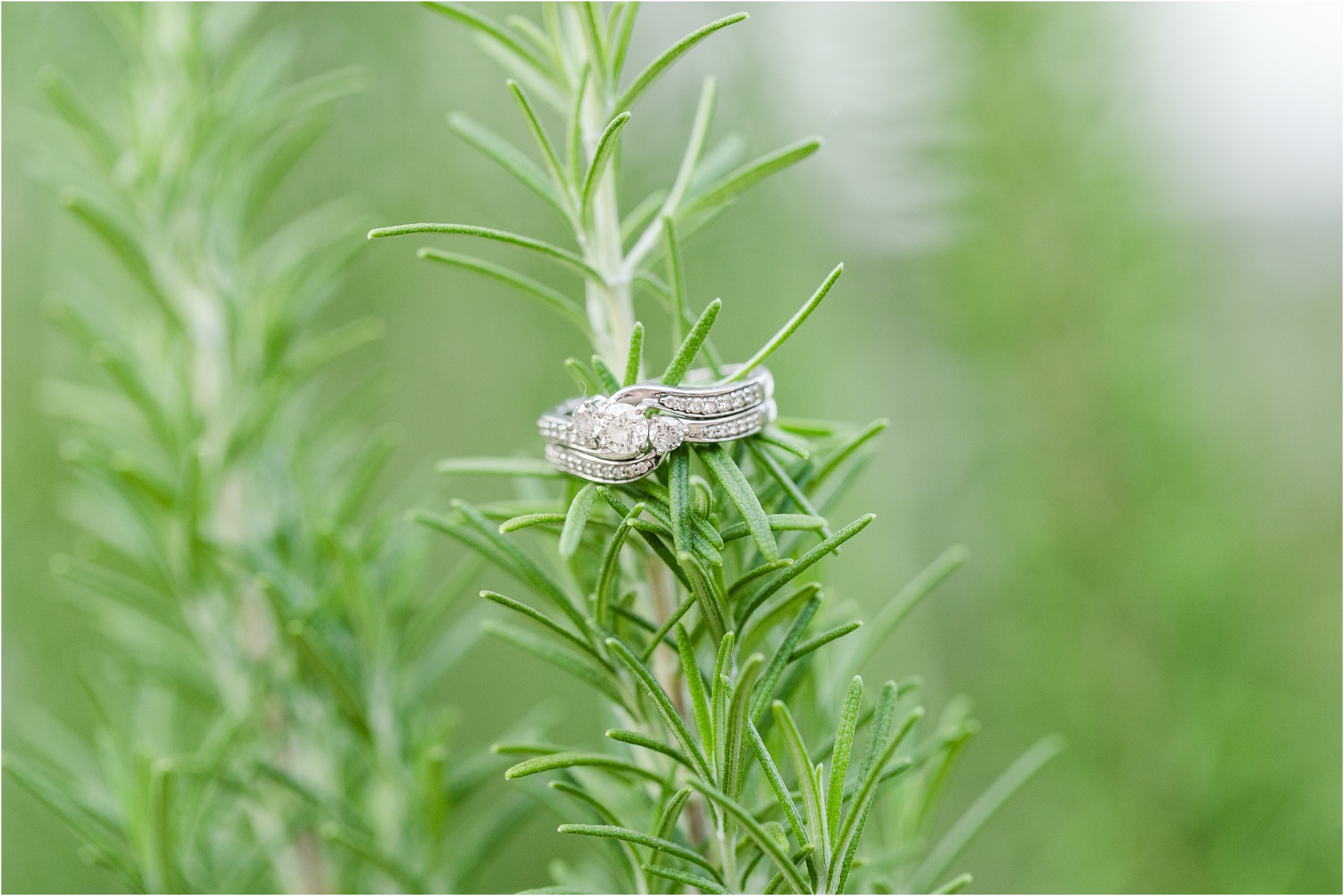 engagement ring on rosemary bush