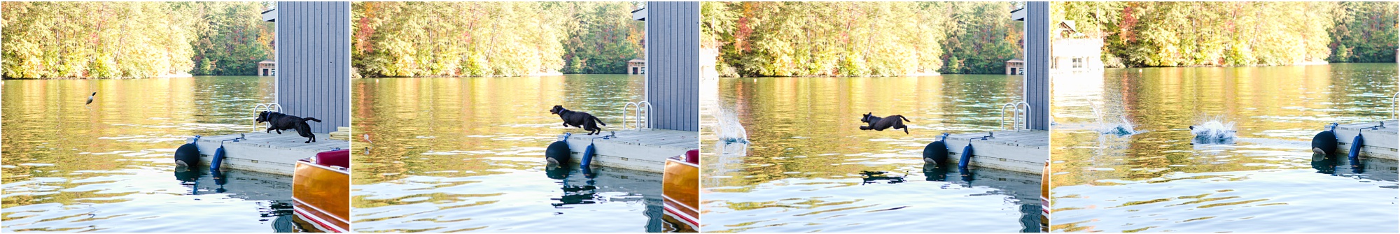 chocolate lab duck hunting swimming lake burton macon ga photographer